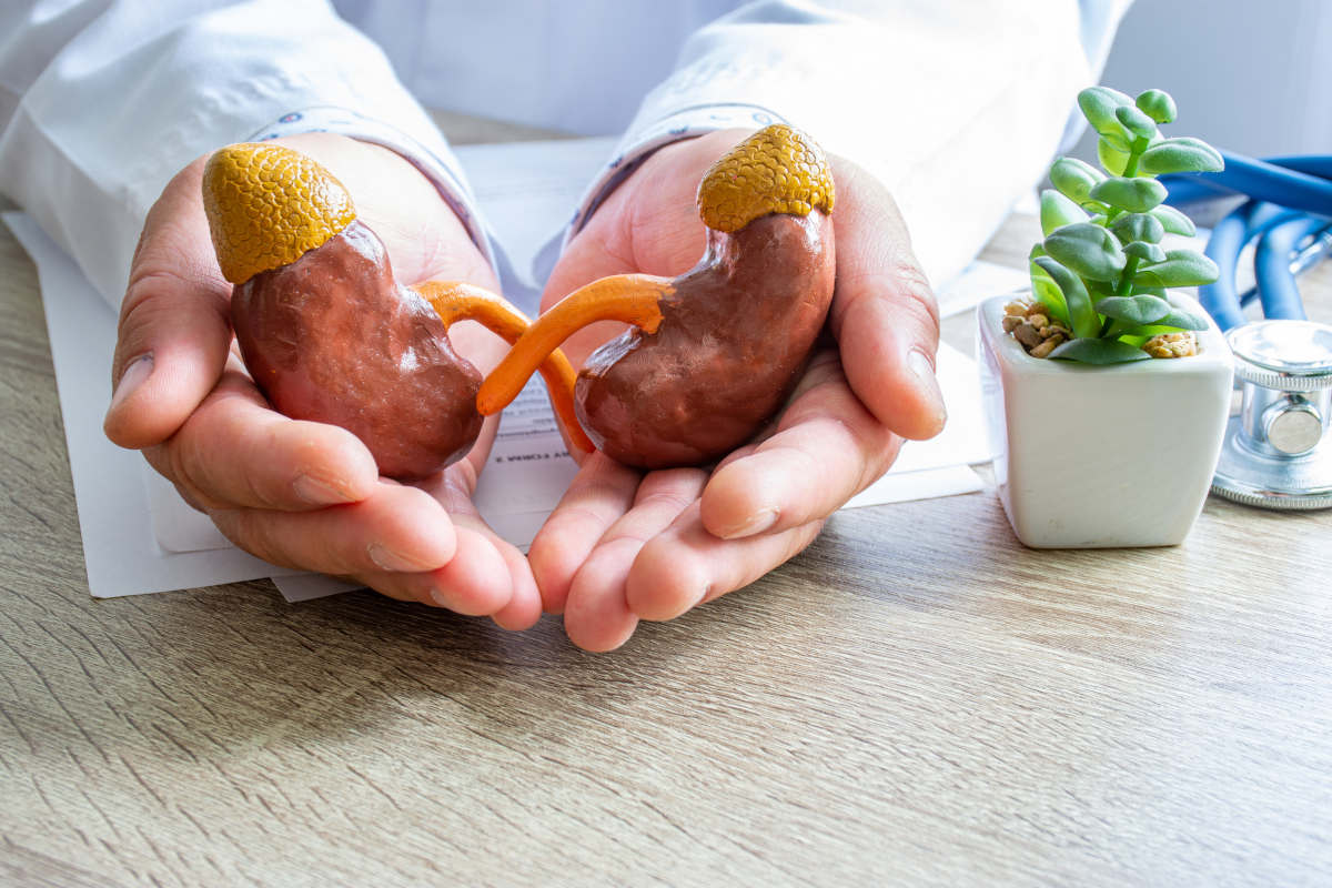 Physician holding model of kidneys